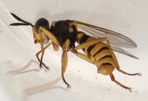 Leopoldius diadematus